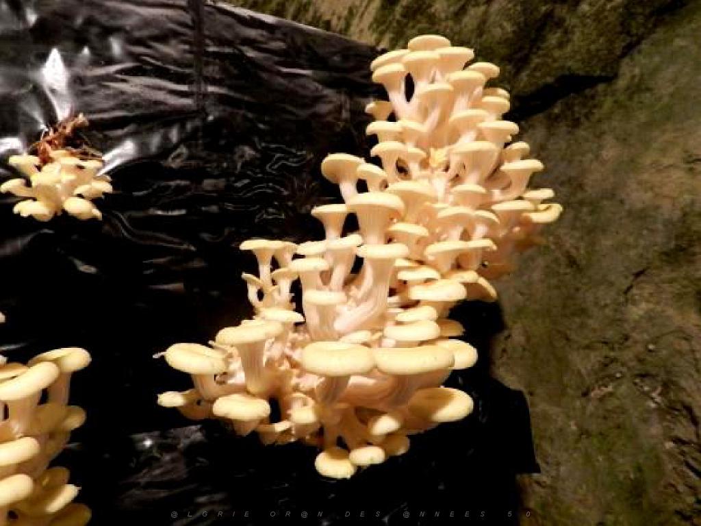 149 MUSEE DU CHAMPIGNON A  SAUMUR 2016 2_000016.jpg